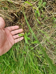 Pterostylis australis