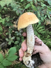 Leccinum aurantiacum