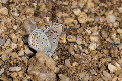 Euphilotes centralis