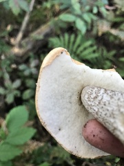 Leccinum aurantiacum