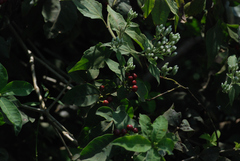 Rauvolfia tetraphylla