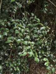 Metrosideros fulgens