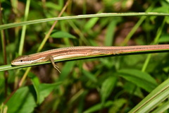 Takydromus viridipunctatus