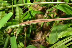 Takydromus viridipunctatus