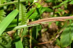 Takydromus viridipunctatus