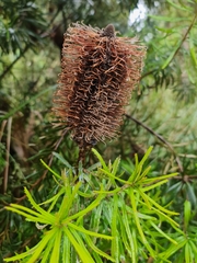Banksia cunninghamii