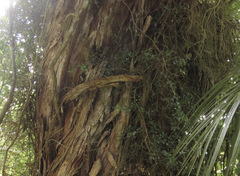 Metrosideros robusta