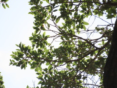 Metrosideros robusta