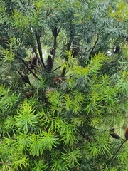 Banksia cunninghamii