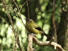 Anthornis melanura