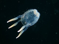 Copula sivickisi