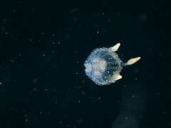 Copula sivickisi