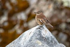 Cinclodes albiventris