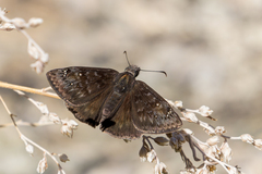 Erynnis meridianus