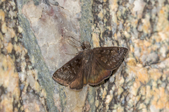 Erynnis meridianus