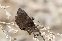 Erynnis meridianus