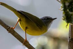 Myiothlypis coronata