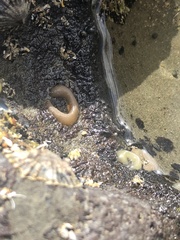 Siphonaria australis