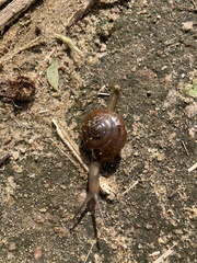 Macrochlamys hippocastaneum