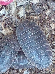 Porcellio dilatatus