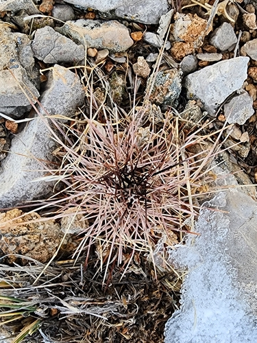 Echinocereus triglochidiatus