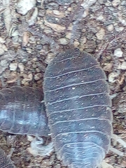 Porcellio dilatatus