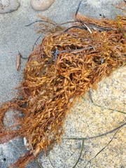 Sargassum horneri