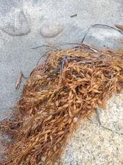 Sargassum horneri