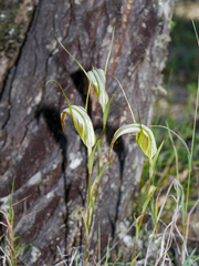 Pterostylis ampliata