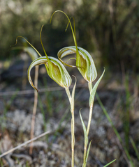 Pterostylis ampliata