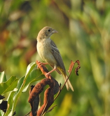 Emberiza melanocephala