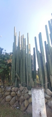 Lophocereus marginatus