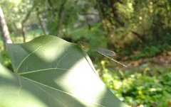 Pseudagrion