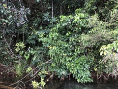 Heptapleurum ellipticum