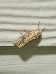 Spodoptera eridania
