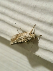 Spodoptera eridania