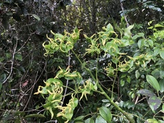 Heptapleurum ellipticum