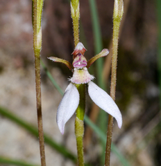 Eriochilus
