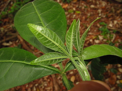 Melicope micrococca