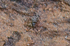 Episinus