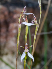 Eriochilus
