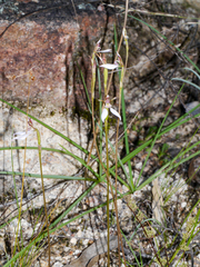 Eriochilus