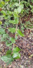 Quercus parvula