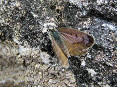Lycaena
