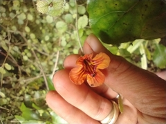 Rhabdothamnus solandri