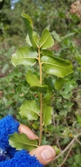 Quercus parvula