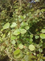 Rhabdothamnus solandri