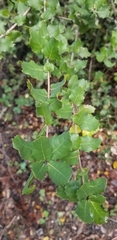 Quercus parvula