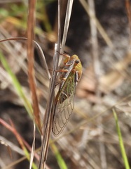 Macrotristria dorsalis