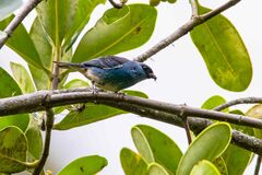 Chalcothraupis ruficervix